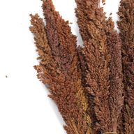 Klas av Sorghum-gräs  - Choklad