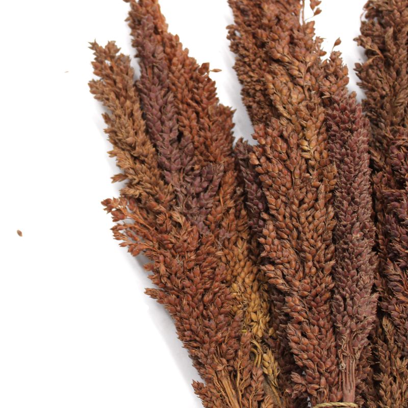 Klas av Sorghum-gräs  - Choklad