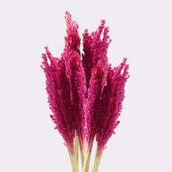 Klas av Sorghum-gräs  - Rosa
