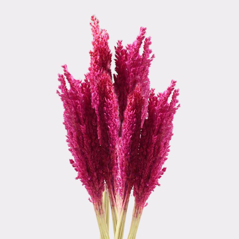 Klas av Sorghum-gräs  - Rosa