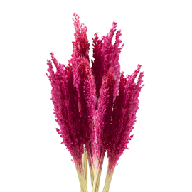 Klas av Sorghum-gräs - Rosa