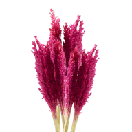 Klas av Sorghum-gräs  - Rosa