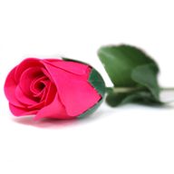 Redo att Säljas Tvålblommor - Liten Ros i Rosa