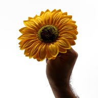 Tvålblommor till Hantverk - Jumbo Solrosor - 14cm