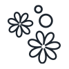 Tvålblommor