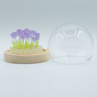 Lysande Glaskupa med Blommor - 20 Tulpaner - LED USB