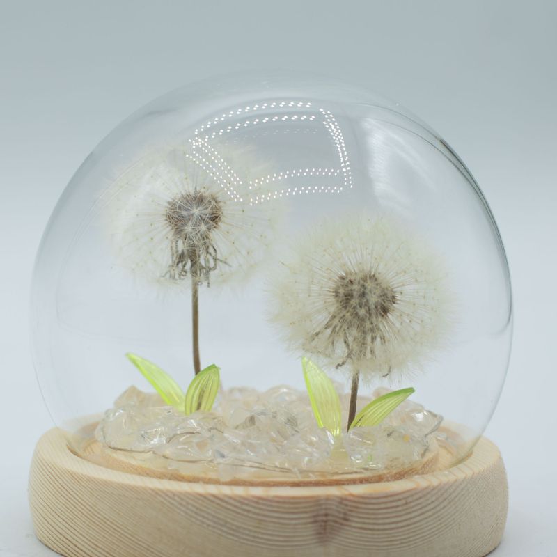 Lysande Glaskupa med Blommor - 2 Maskrosor - LED USB