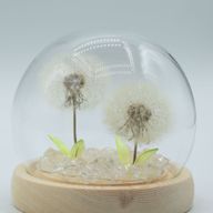 Lysande Glaskupa med Blommor - 2 Maskrosor - LED USB
