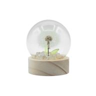 Lysande Glaskupa med Blommor - 1 Maskros - LED Batteri