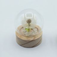 Lysande Glaskupa med Blommor - 1 Maskros - LED Batteri
