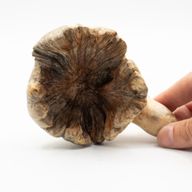 Handgjord parasitträskulptur - havsbevakande bläckfisk