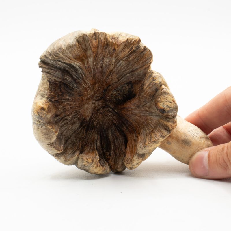 Handgjord parasitträskulptur - havsbevakande bläckfisk
