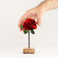 Trädekoration Krukväxt - Mini Enkelros